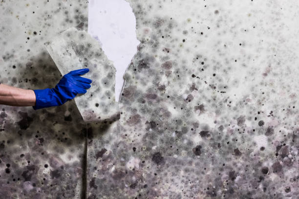 Best White Mold Remediation in South Hempstead, NY
